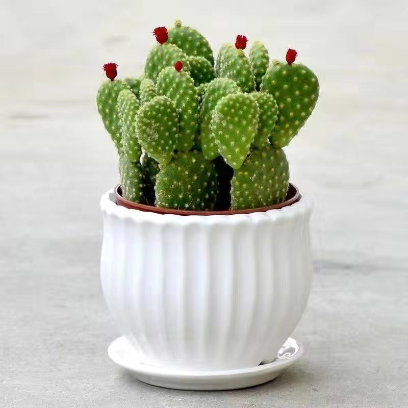 Small Potted Plant