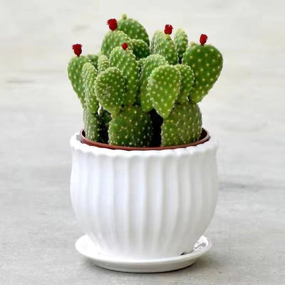 Small Potted Plant