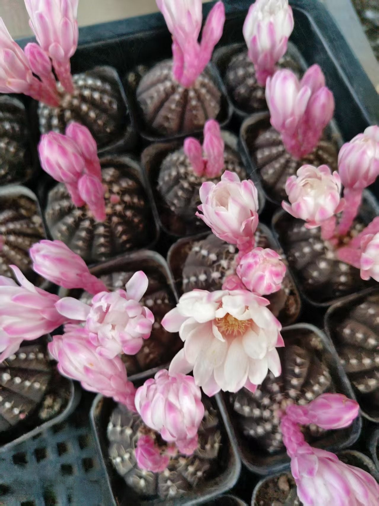 Small Thorn-Free Cactus Plant for Home Decoration