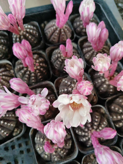 Small Thorn-Free Cactus Plant for Home Decoration