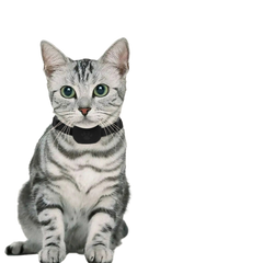 F5- black pet collar