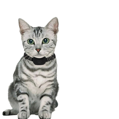 Smart Pet Collar