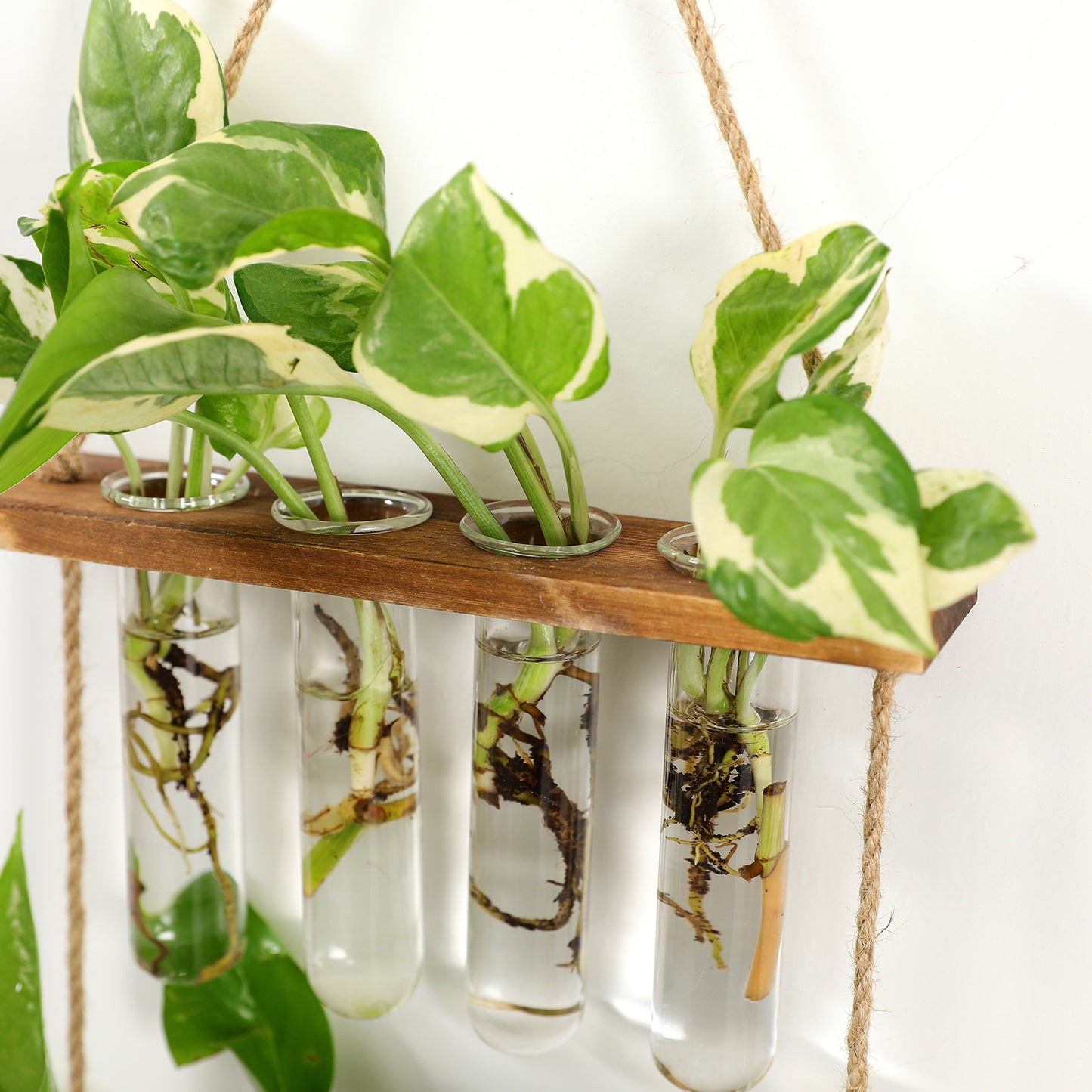 Solid wood hydroponic test tube wall-mounted unit