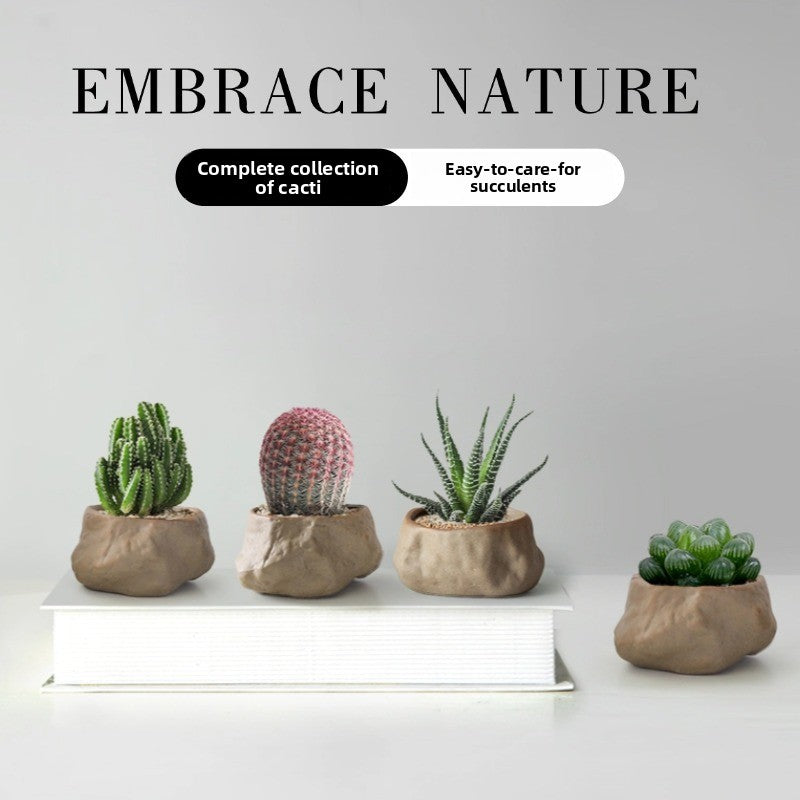 Succulent Cactus Potted Plants