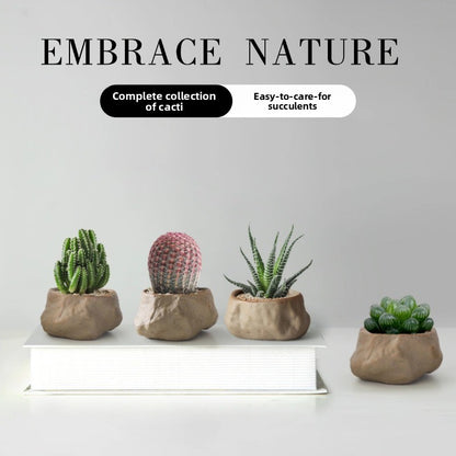 Succulent Cactus Potted Plants