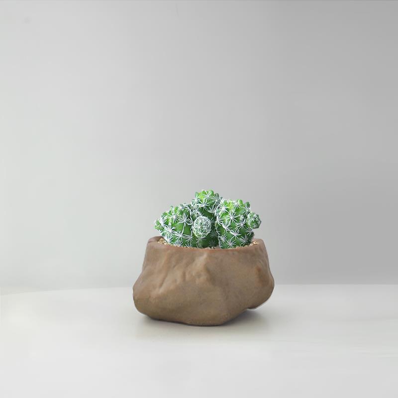 Succulent Cactus Potted Plants