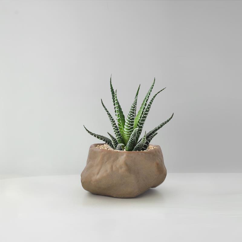 Succulent Cactus Potted Plants
