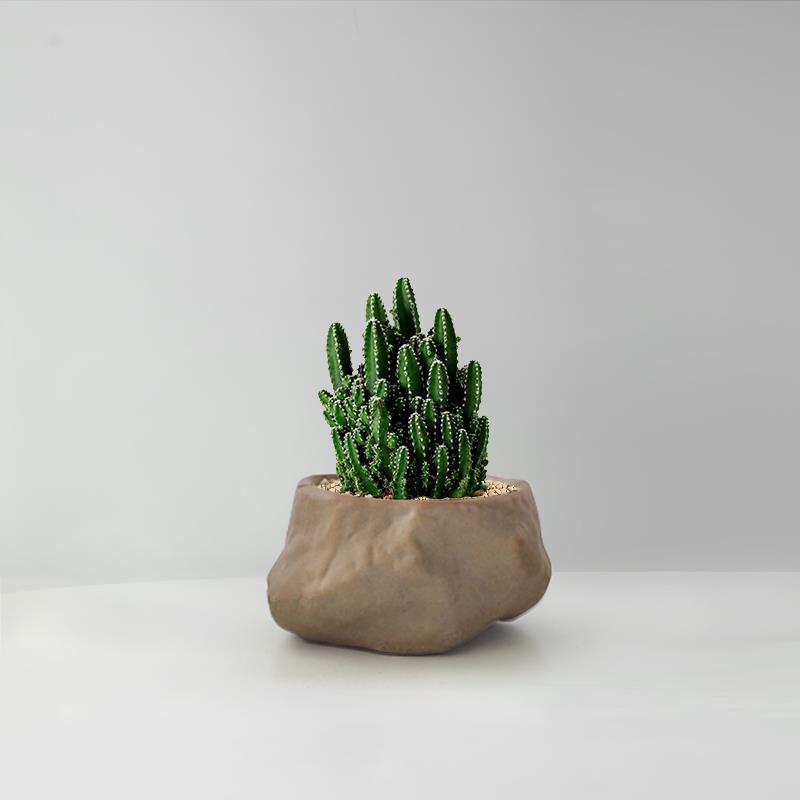 Succulent Cactus Potted Plants