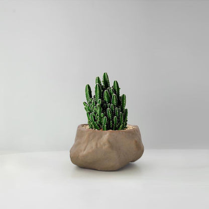 Succulent Cactus Potted Plants