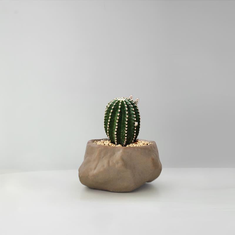 Succulent Cactus Potted Plants