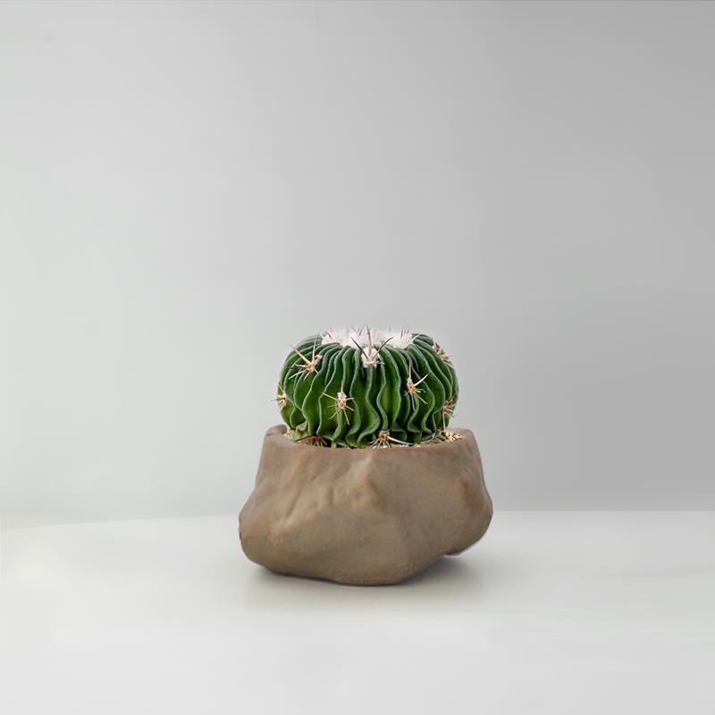 Succulent Cactus Potted Plants