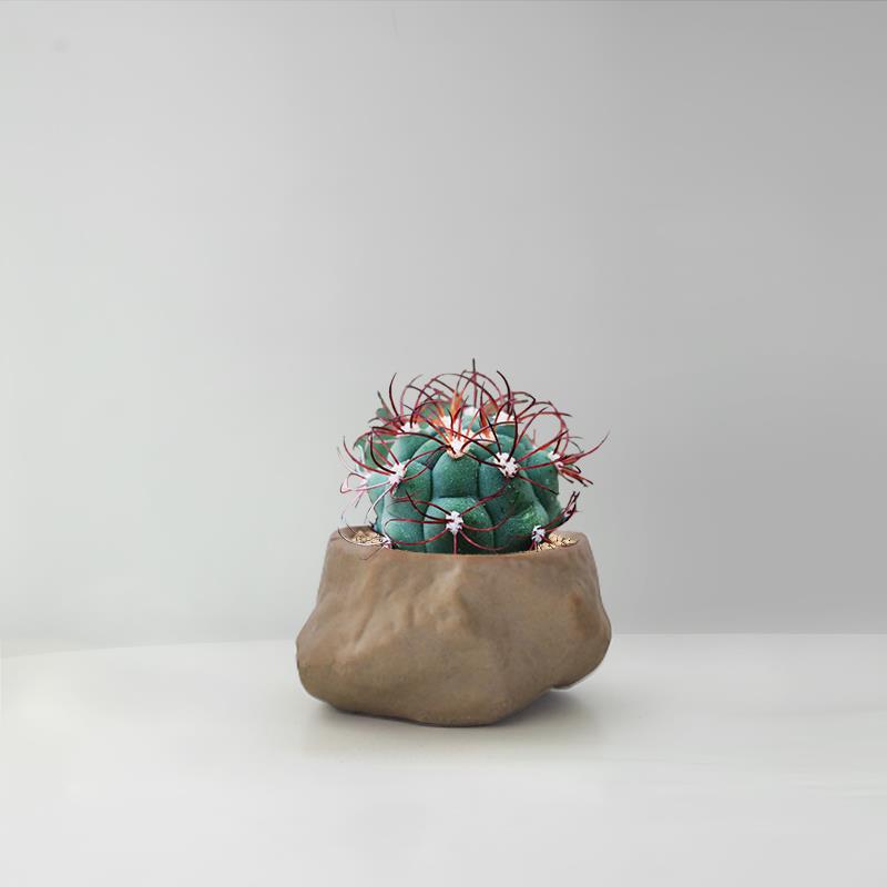 Succulent Cactus Potted Plants