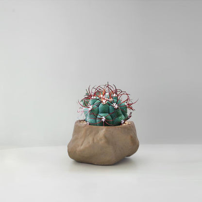 Succulent Cactus Potted Plants