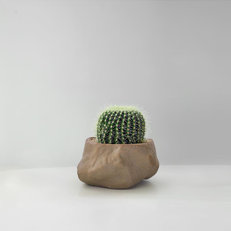 Succulent Cactus Potted Plants