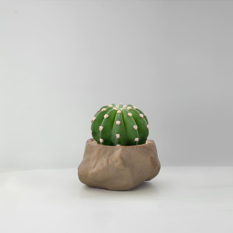 Succulent Cactus Potted Plants