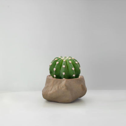 Succulent Cactus Potted Plants