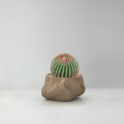 Succulent Cactus Potted Plants