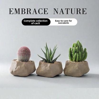 Succulent Cactus Potted Plants