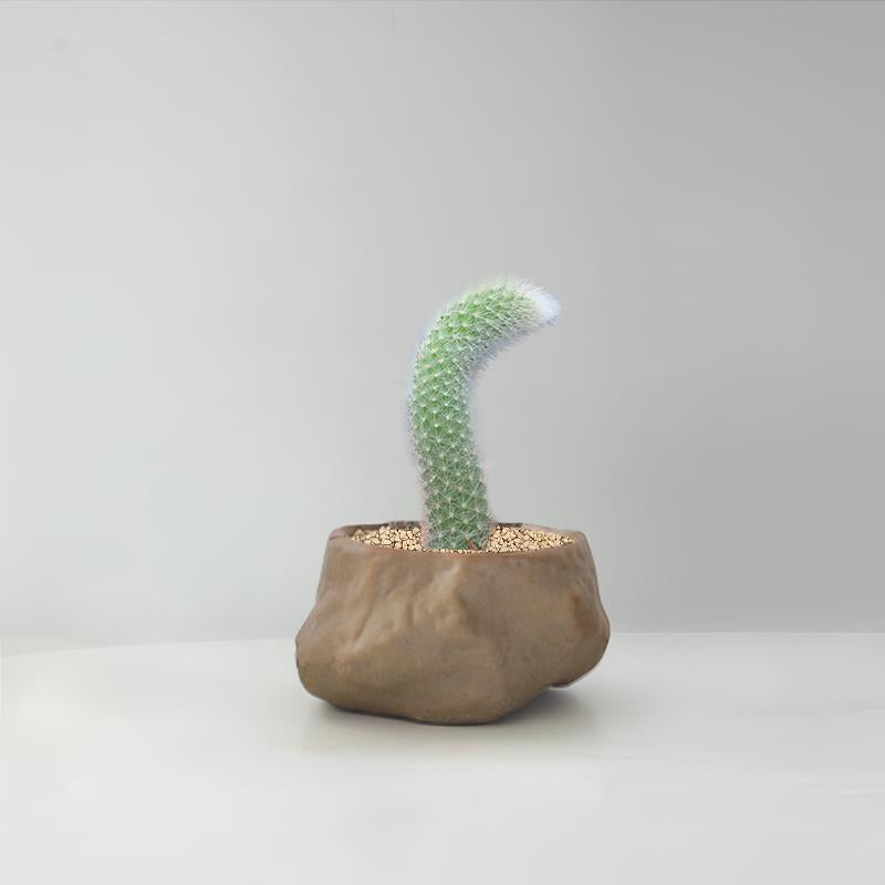 Succulent Cactus Potted Plants