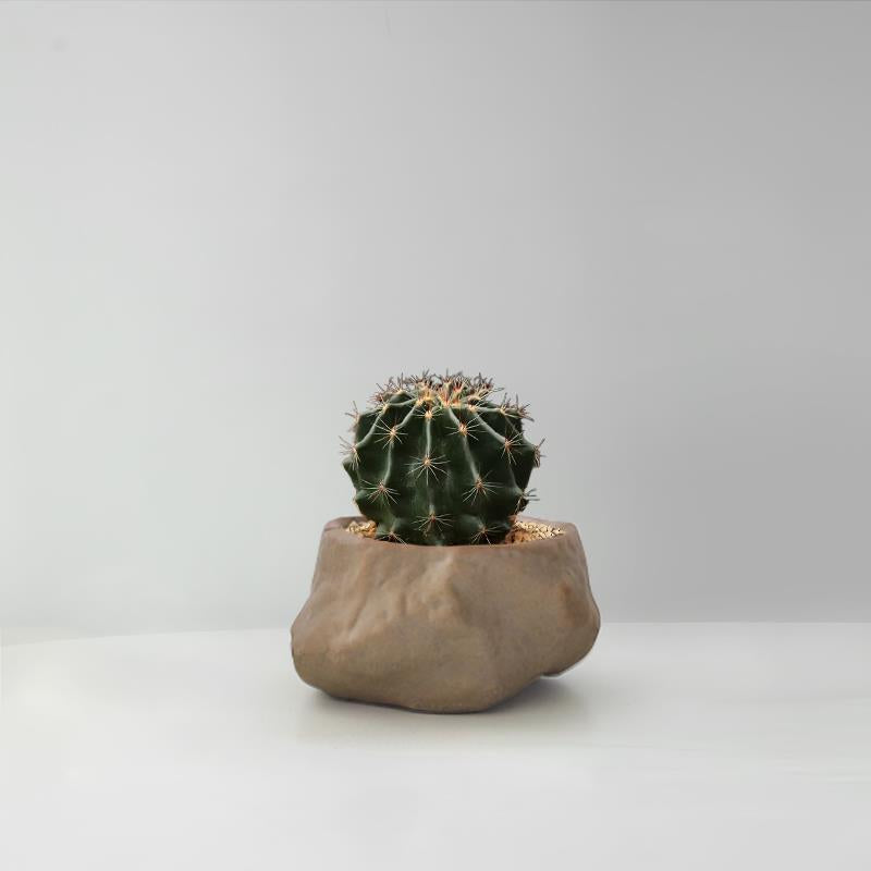 Succulent Cactus Potted Plants