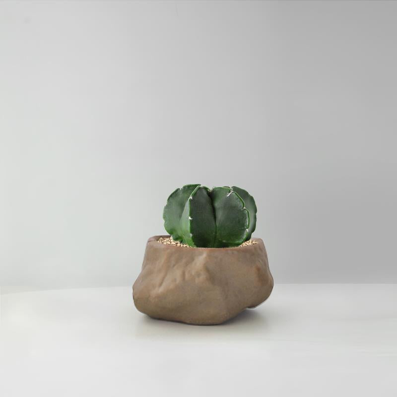 Succulent Cactus Potted Plants