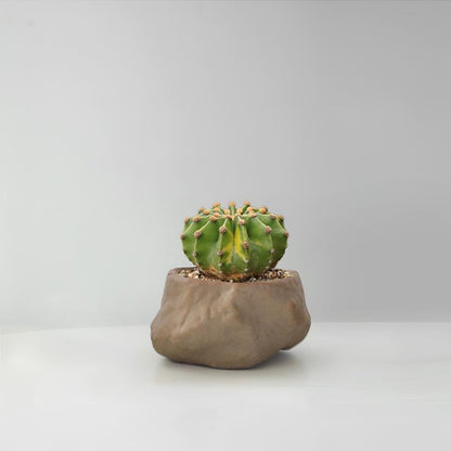 Succulent Cactus Potted Plants