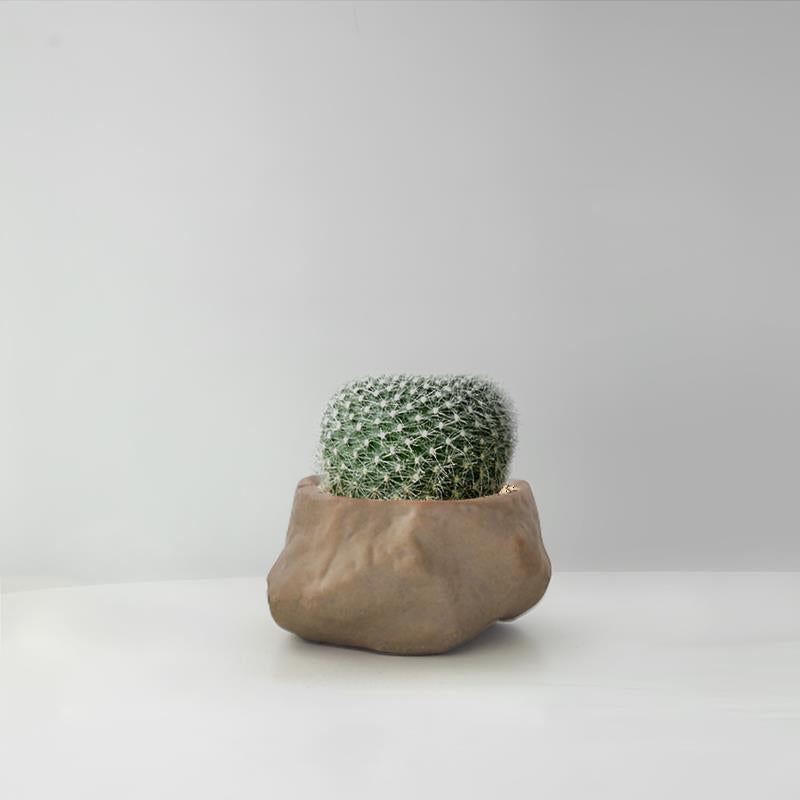 Succulent Cactus Potted Plants