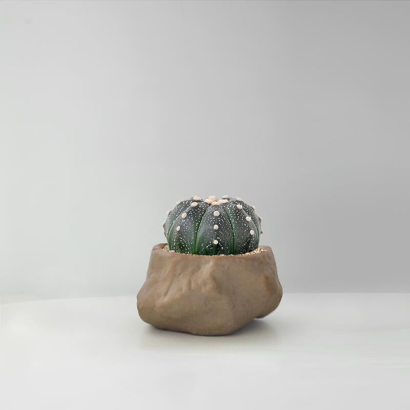 Succulent Cactus Potted Plants
