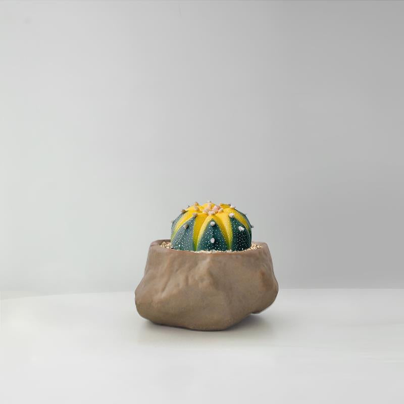 Succulent Cactus Potted Plants
