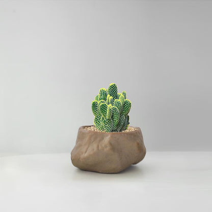 Succulent Cactus Potted Plants