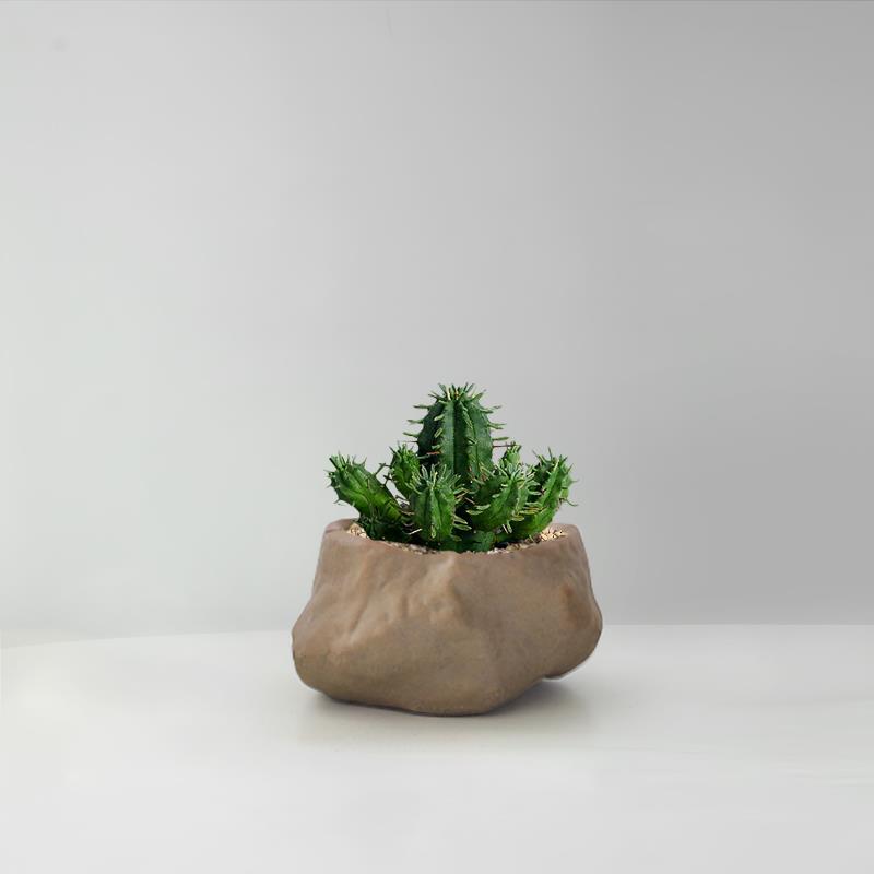 Succulent Cactus Potted Plants