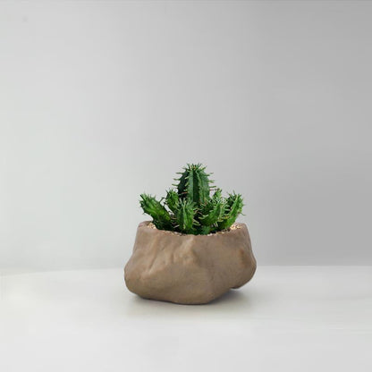 Succulent Cactus Potted Plants