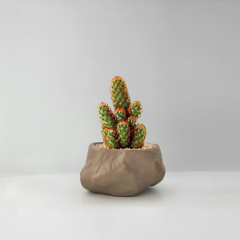 Succulent Cactus Potted Plants