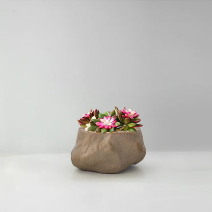 Succulent Cactus Potted Plants