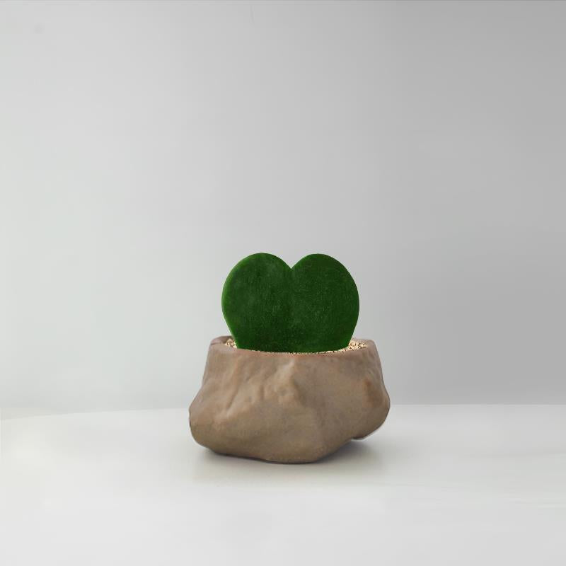 Succulent Cactus Potted Plants