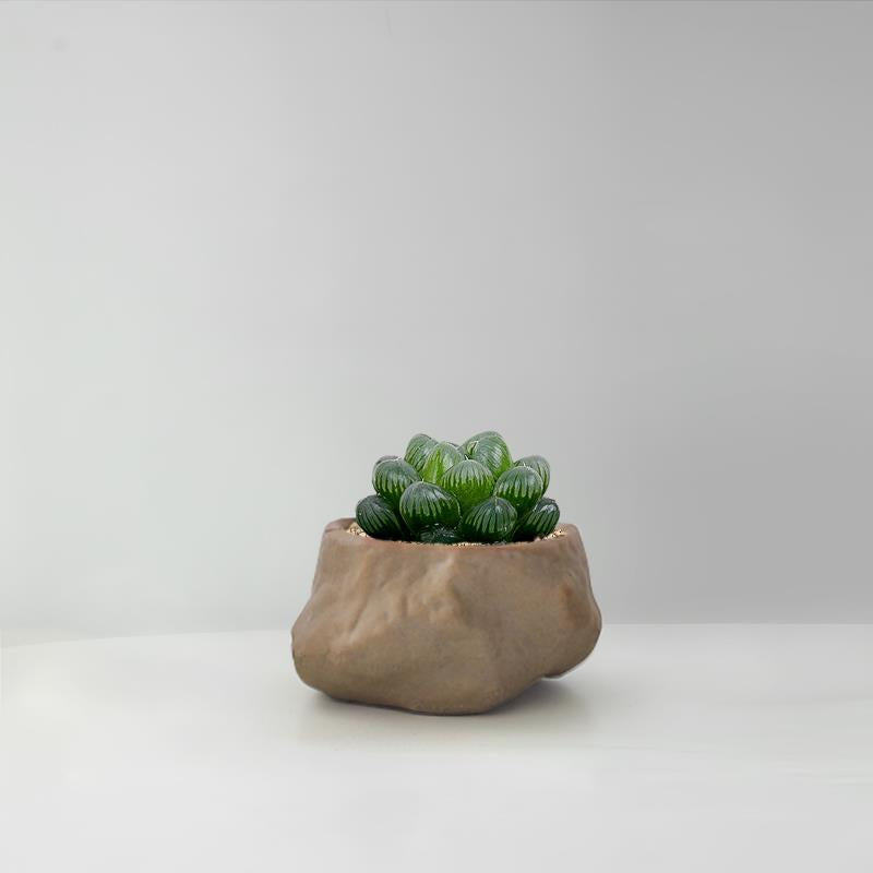 Succulent Cactus Potted Plants