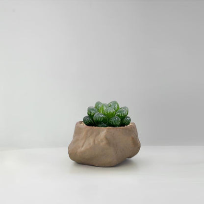 Succulent Cactus Potted Plants