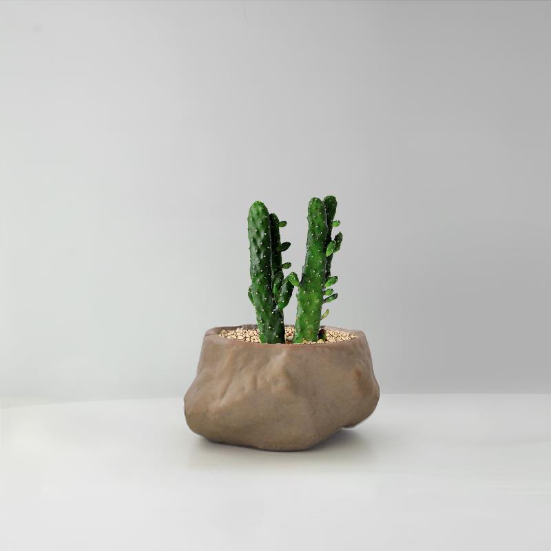 Succulent Cactus Potted Plants