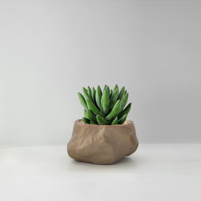 Succulent Cactus Potted Plants