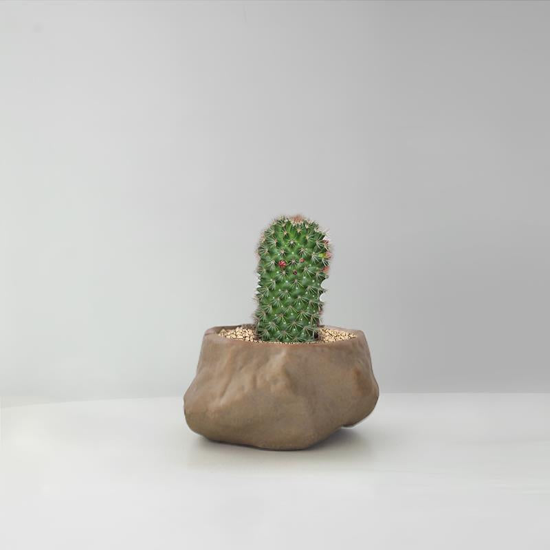 Succulent Cactus Potted Plants