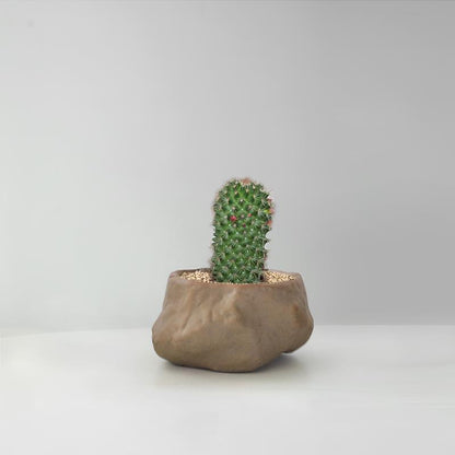 Succulent Cactus Potted Plants