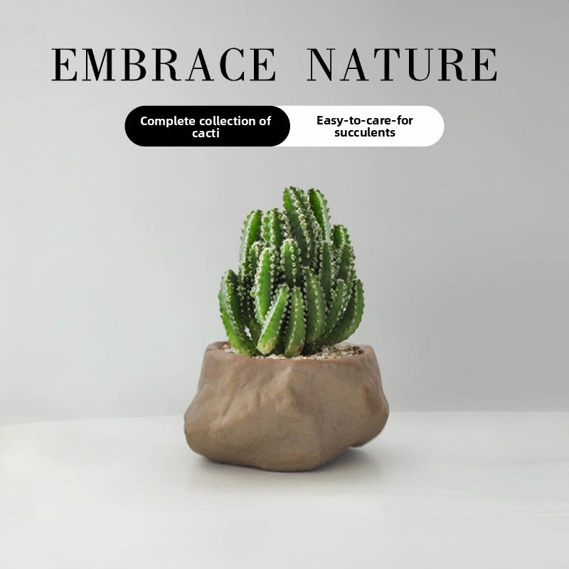 Succulent Cactus Potted Plants