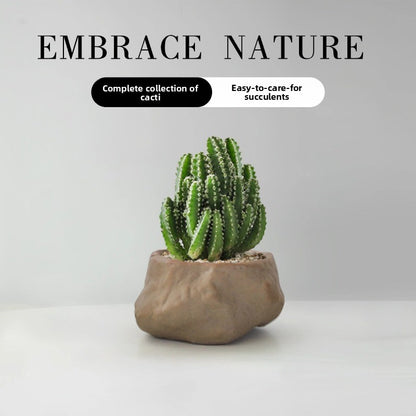 Succulent Cactus Potted Plants
