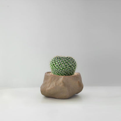 Succulent Cactus Potted Plants