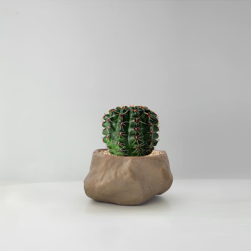 Succulent Cactus Potted Plants