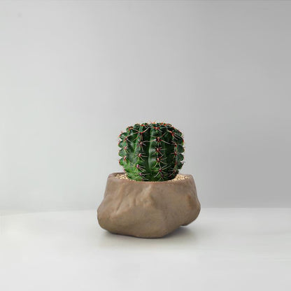 Succulent Cactus Potted Plants