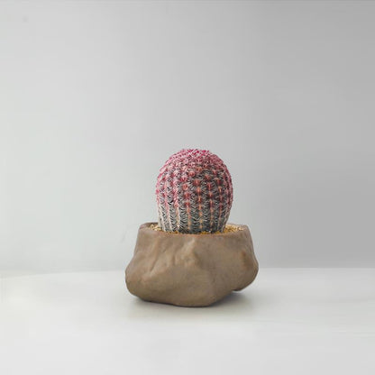Succulent Cactus Potted Plants