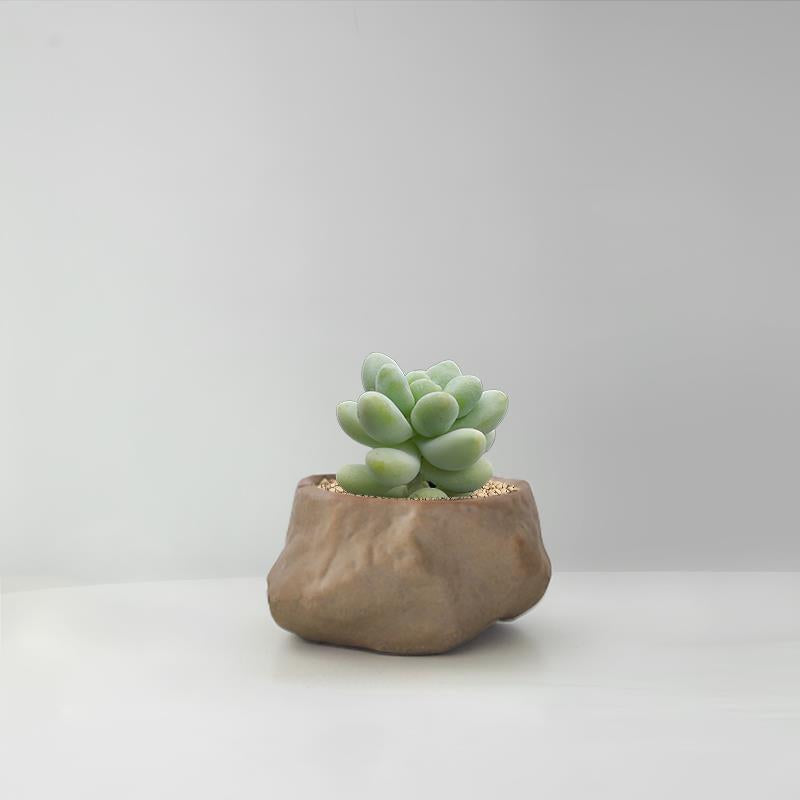 Succulent Cactus Potted Plants