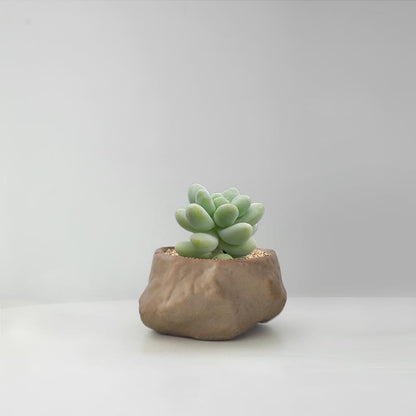 Succulent Cactus Potted Plants