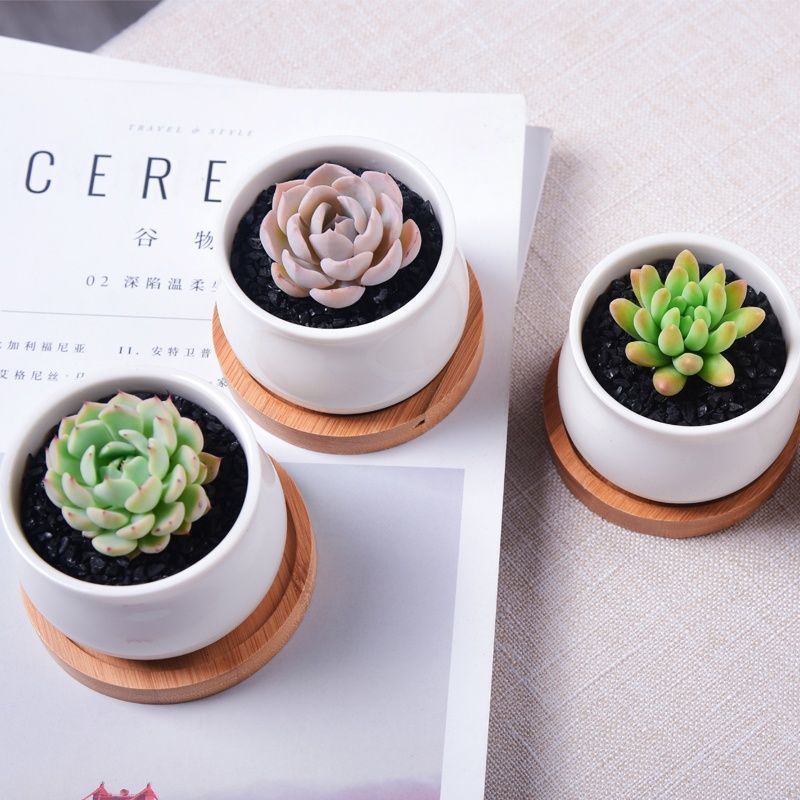 Succulent mini potted plant